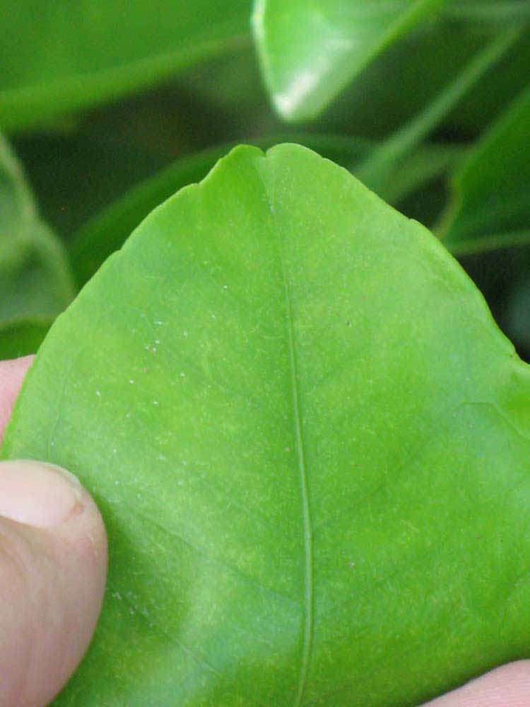              Margin (Winter Haven, FL)       